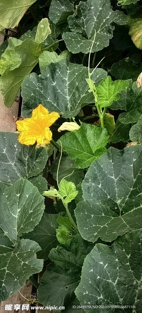 南瓜花与苗