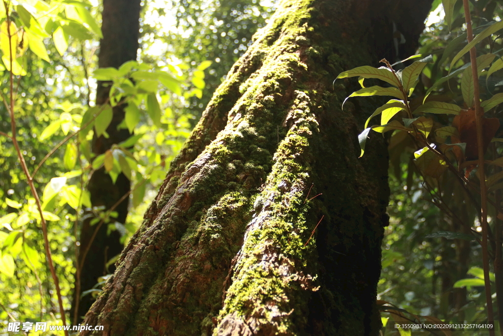 茶山 茶树 青苔