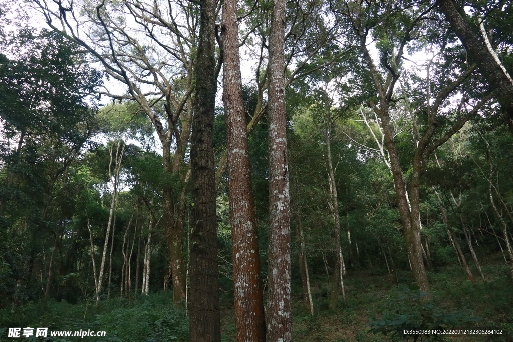 茶山 茶树 森林 