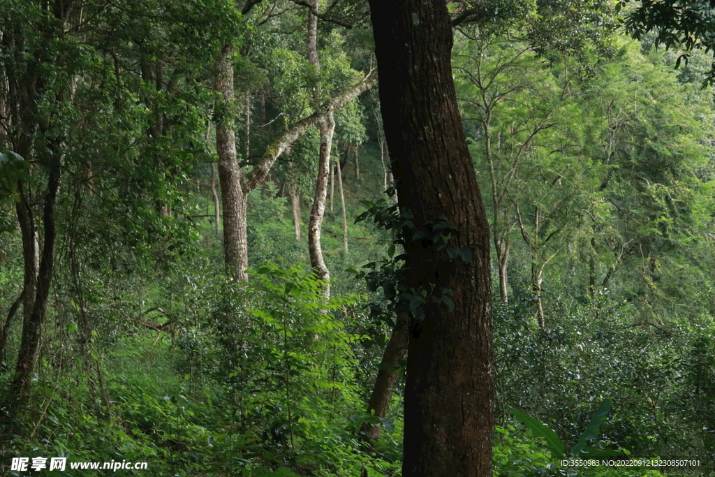 茶山 茶树 森林