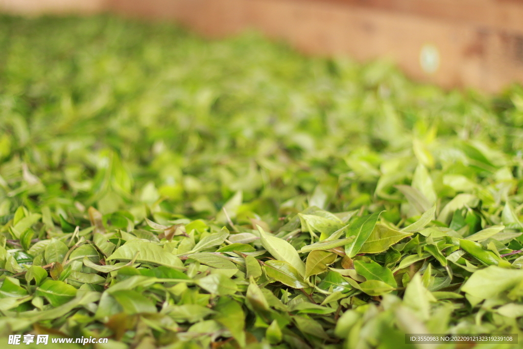 茶山 茶树 茶叶