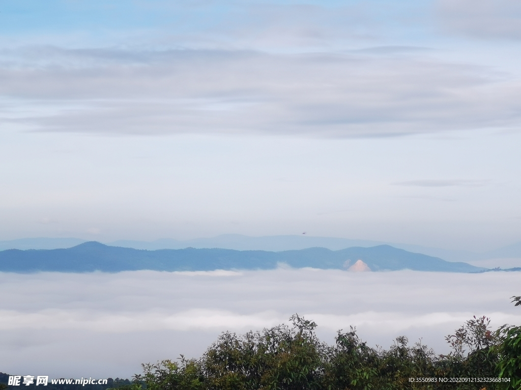 茶山 茶树 云雾