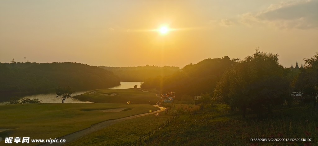 茶山 茶树 太阳