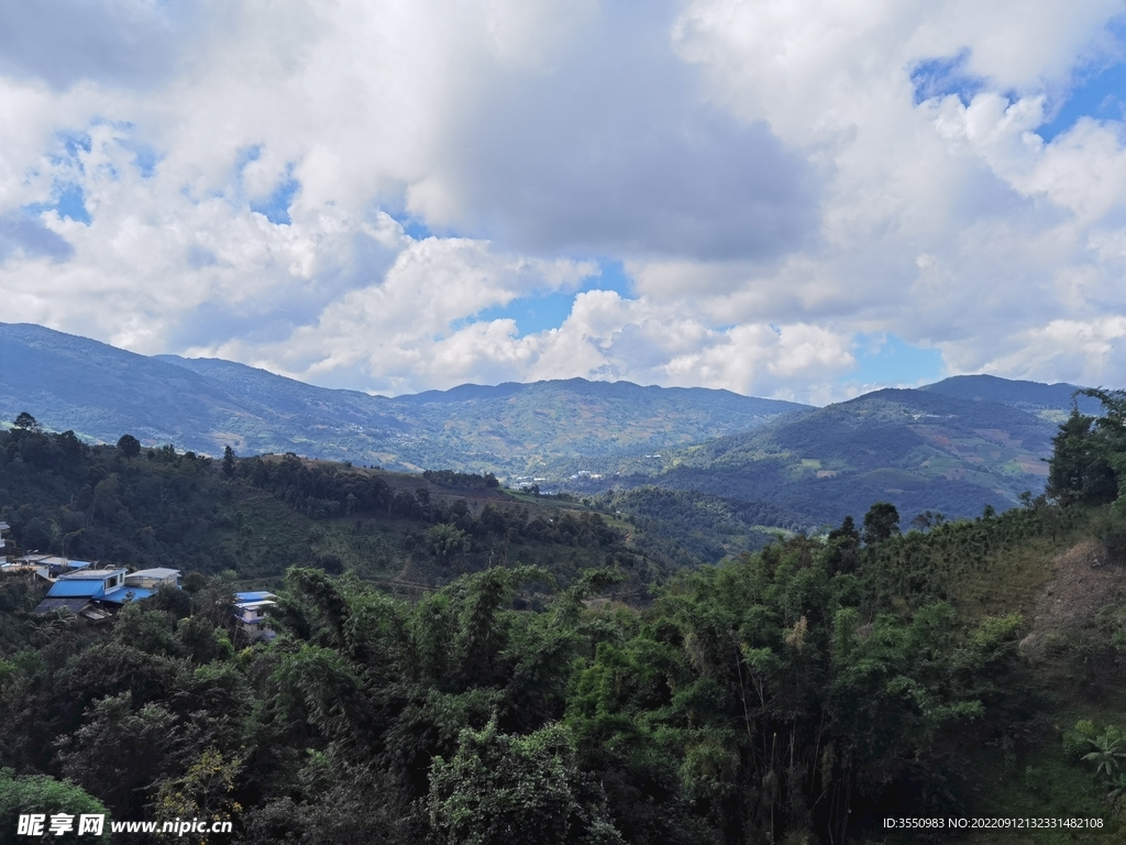 茶山 茶树 云雾