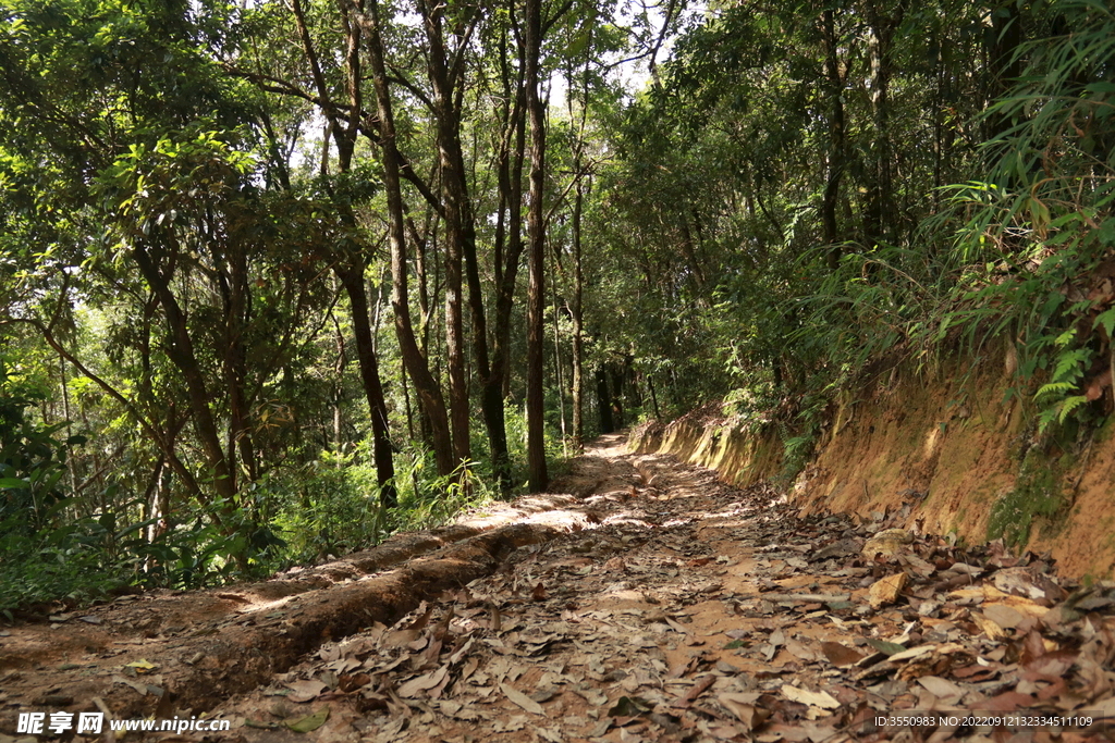 茶山 茶树 森林