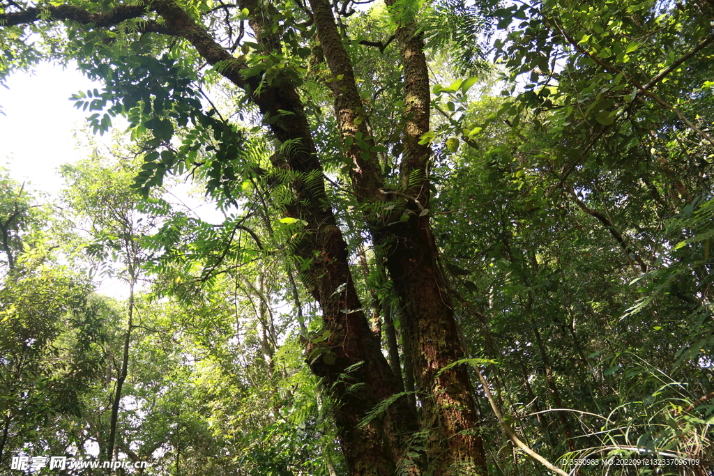茶山 茶树 森林