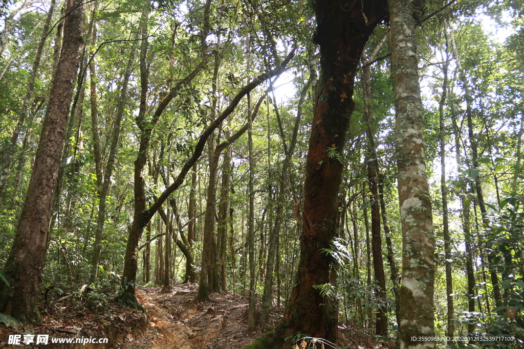 茶山 茶树 森林