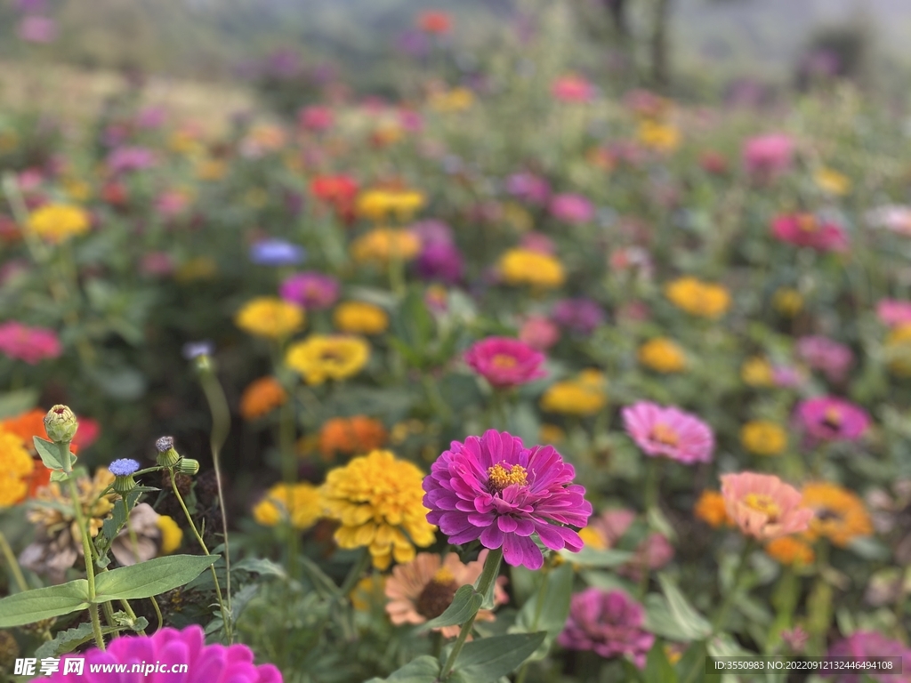 花朵 绿草 自然 风景 
