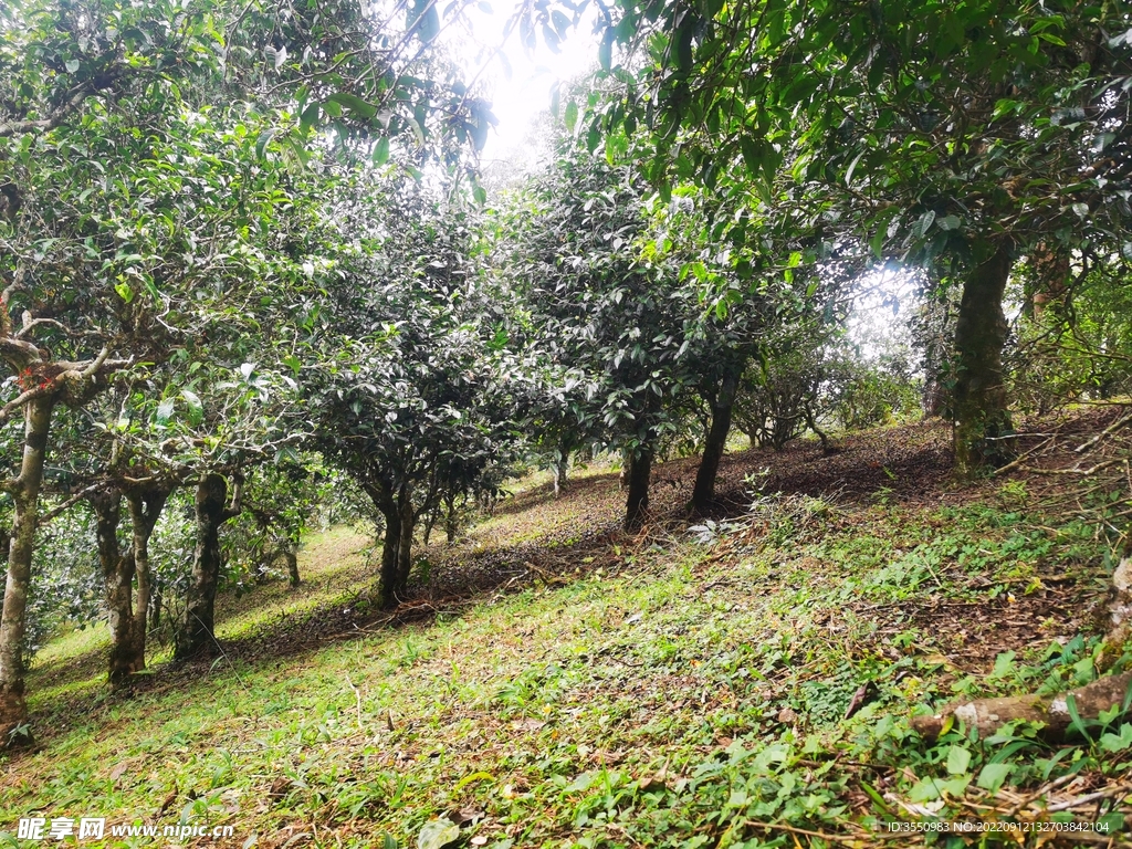 茶山 茶树