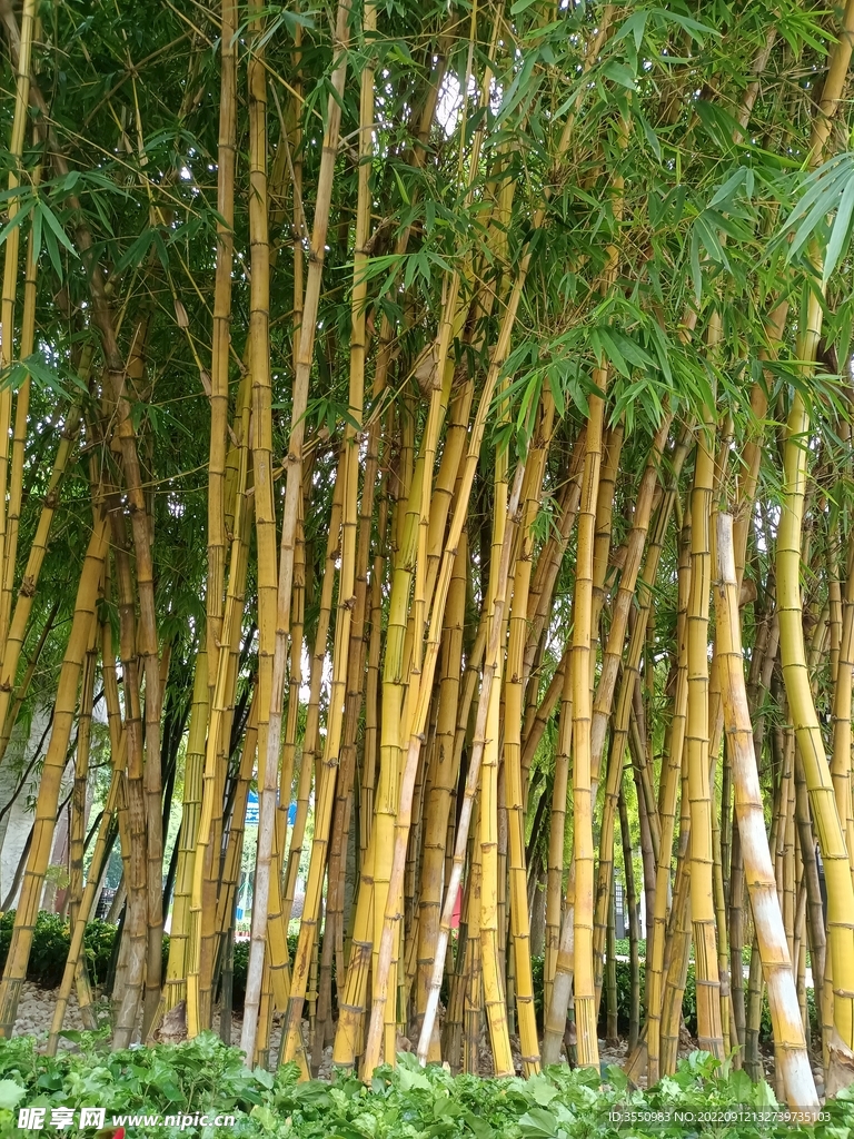 竹子 风景