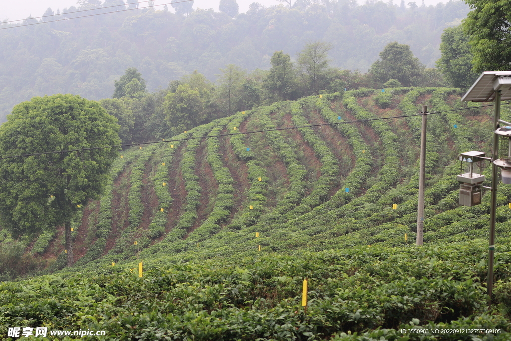 茶山 茶树 茶叶
