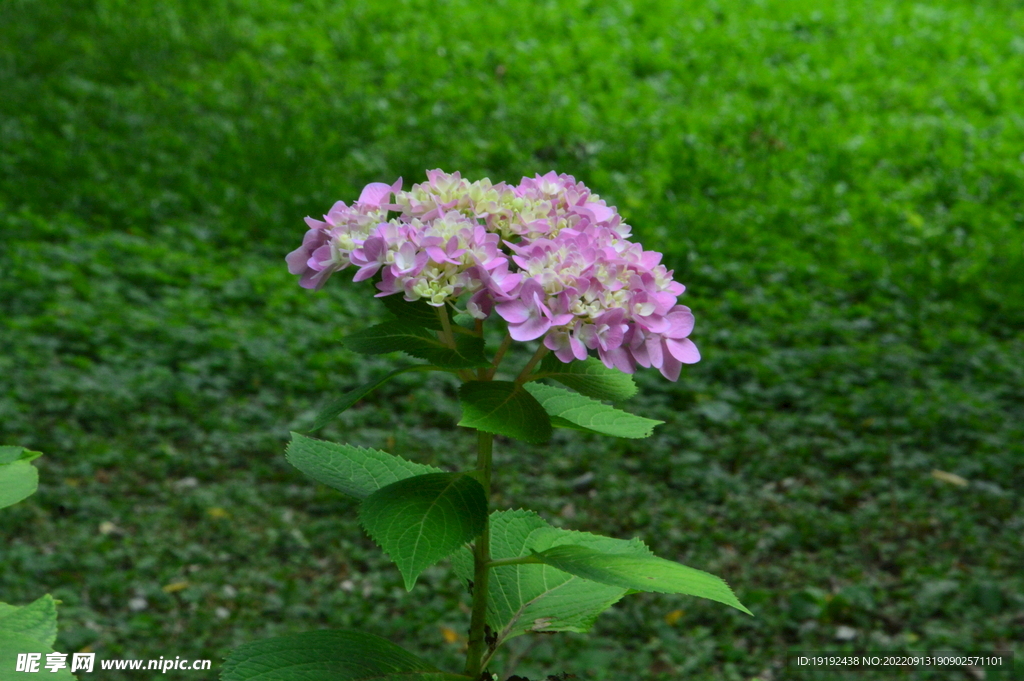 绣球花