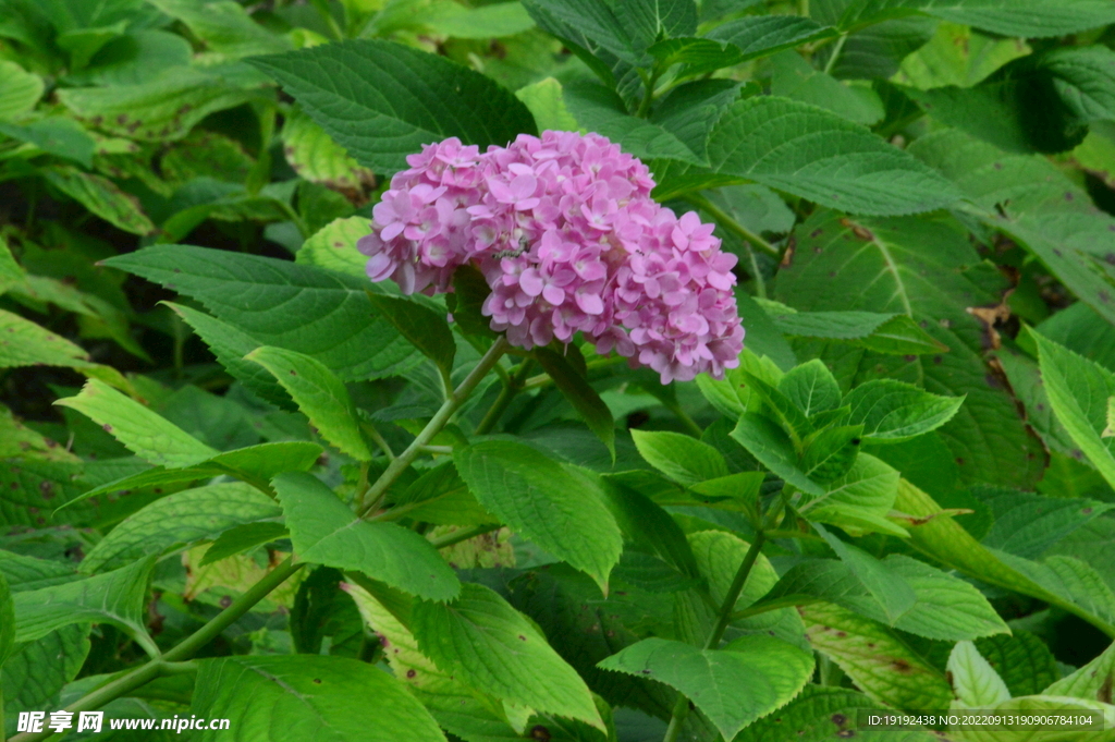 绣球花