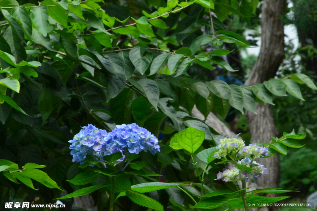 绣球花