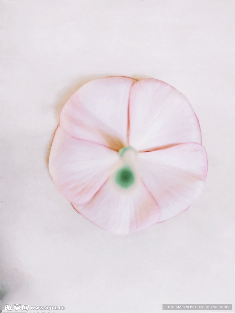 花卉图片