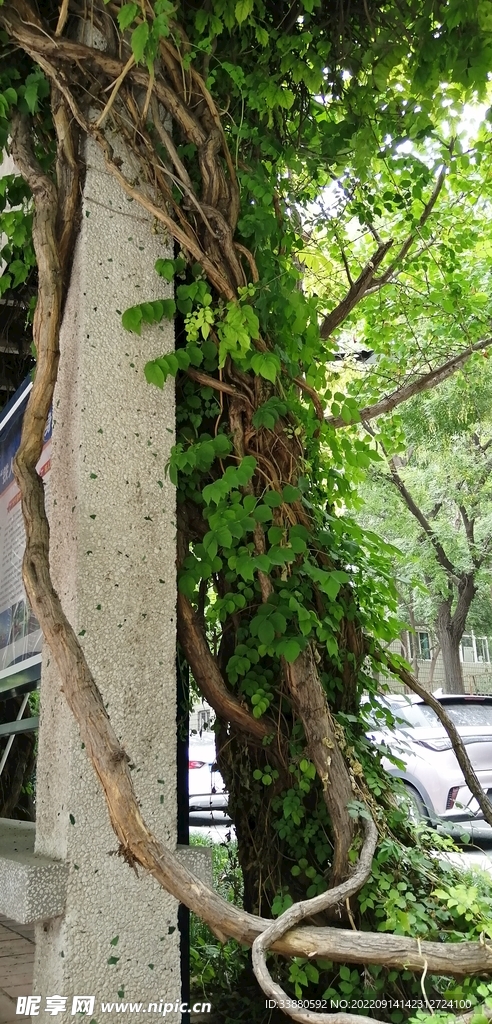 凌霄花藤条
