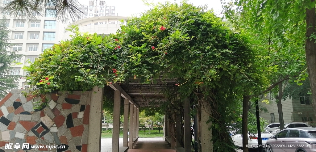 凌霄花爬藤