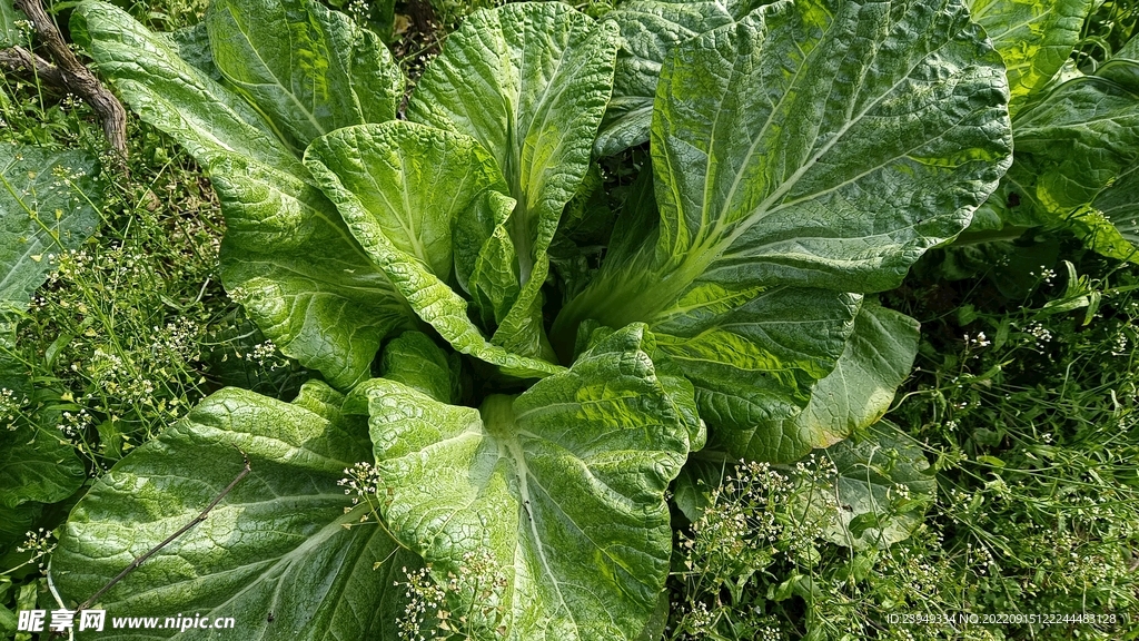 青菜