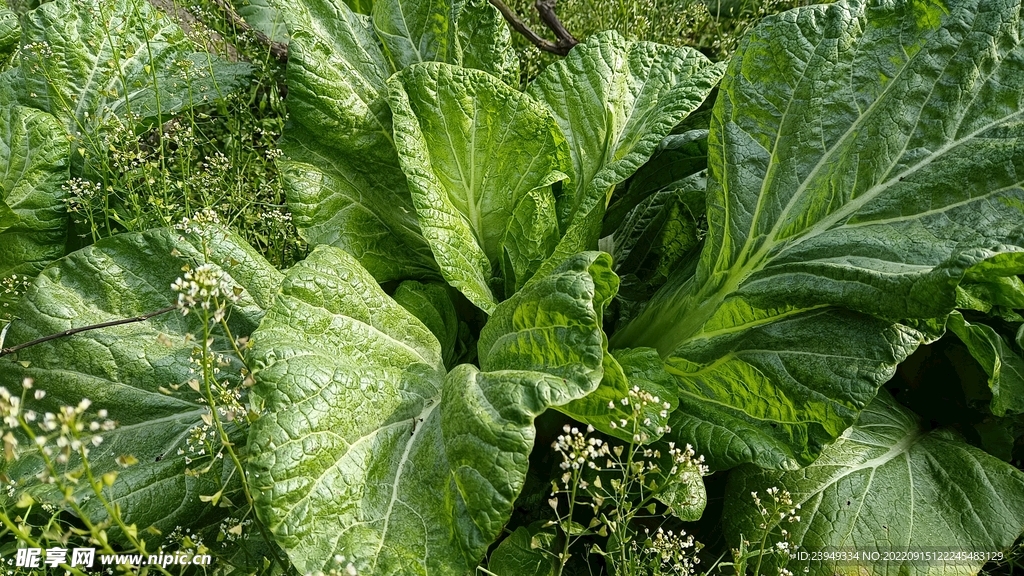 青菜