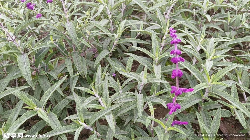 鼠尾草