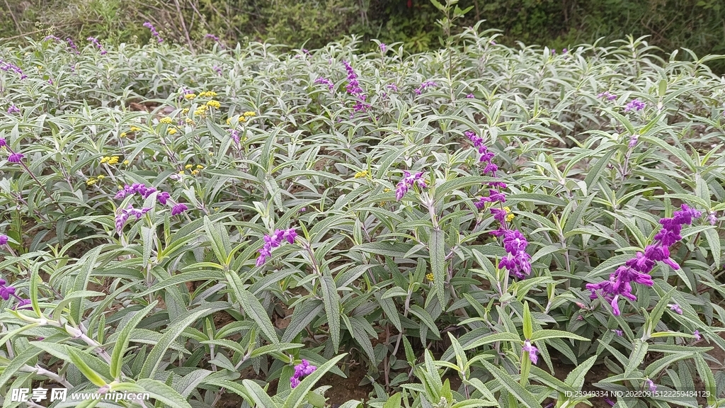 鼠尾草
