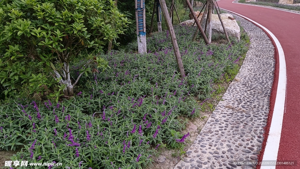 鼠尾草