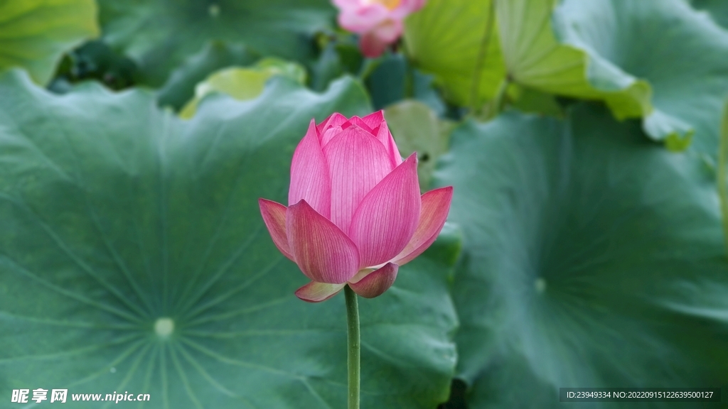荷花
