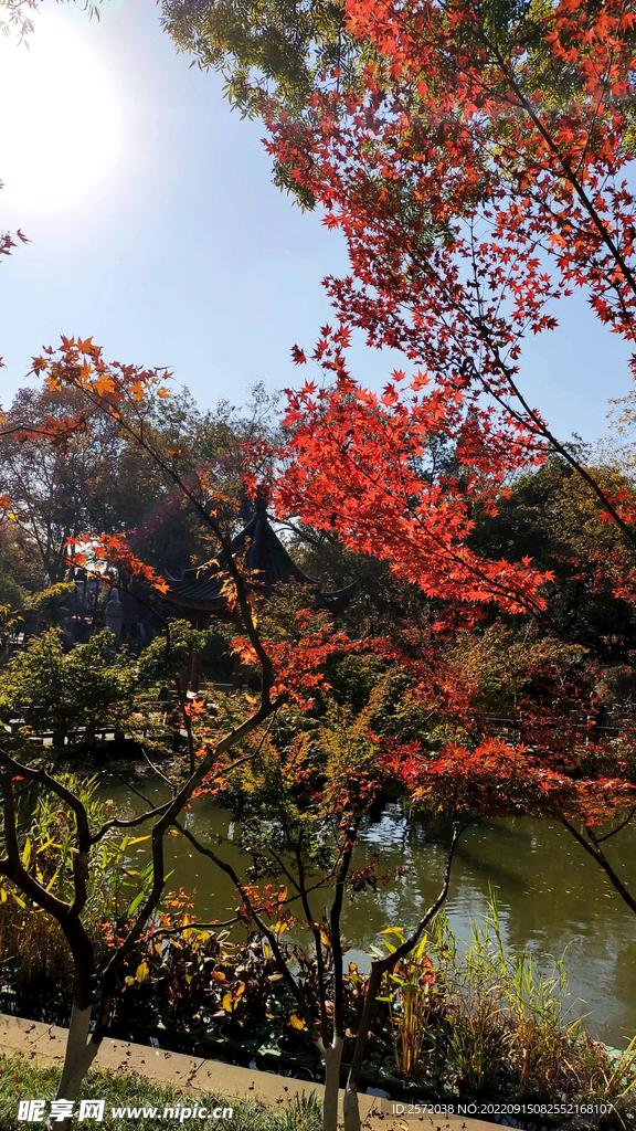 栖霞山秋天