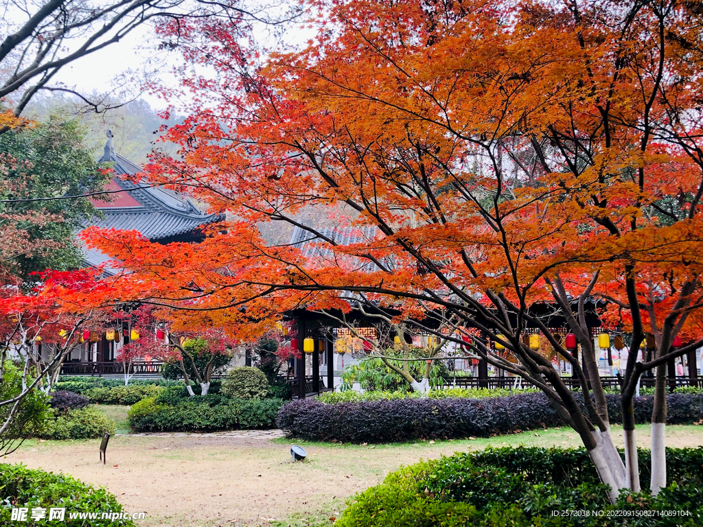 栖霞山秋天