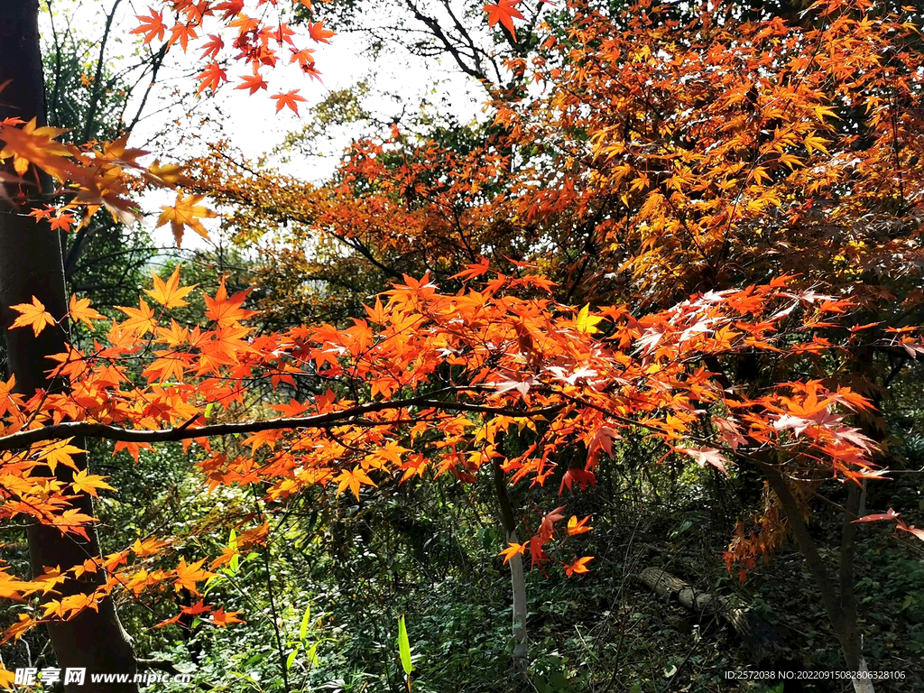 栖霞山秋天