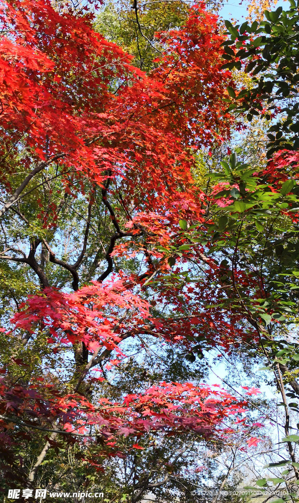 栖霞山秋天
