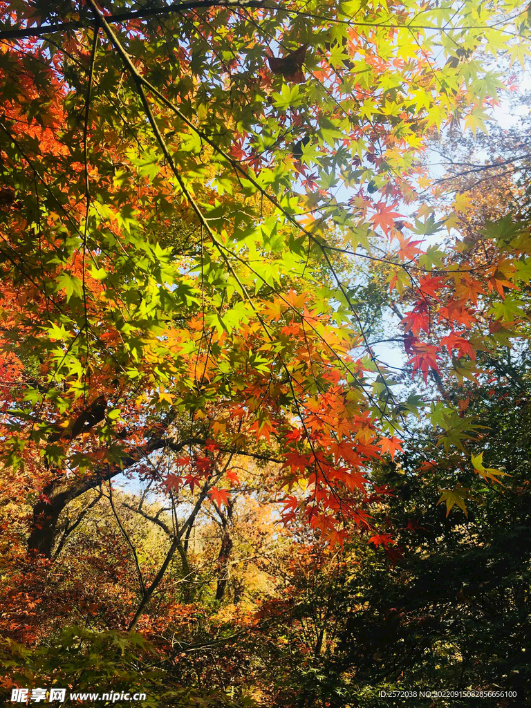 栖霞山秋天