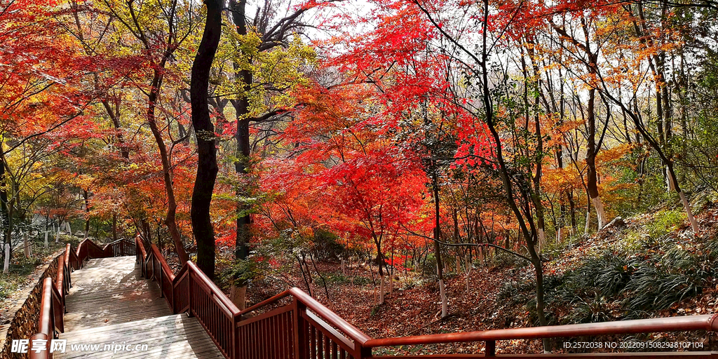 栖霞山秋天