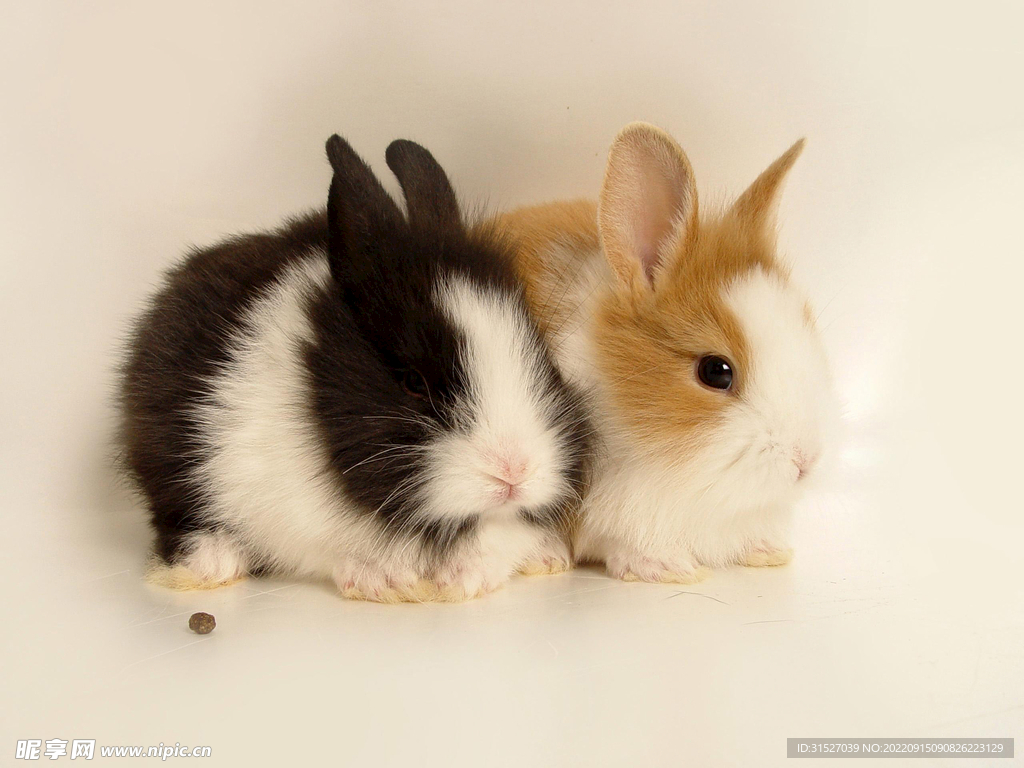 两只兔子摄影图