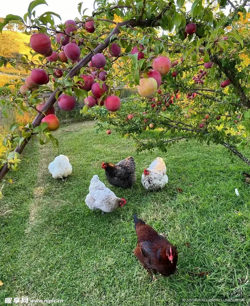 果园的鸡