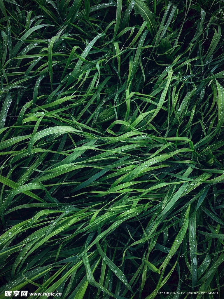 水珠草丛背景