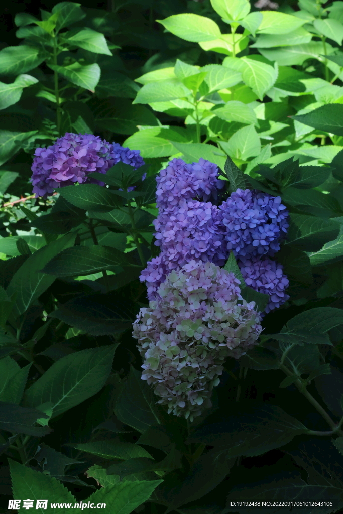 绣球花