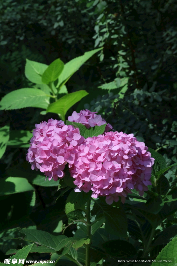 绣球花