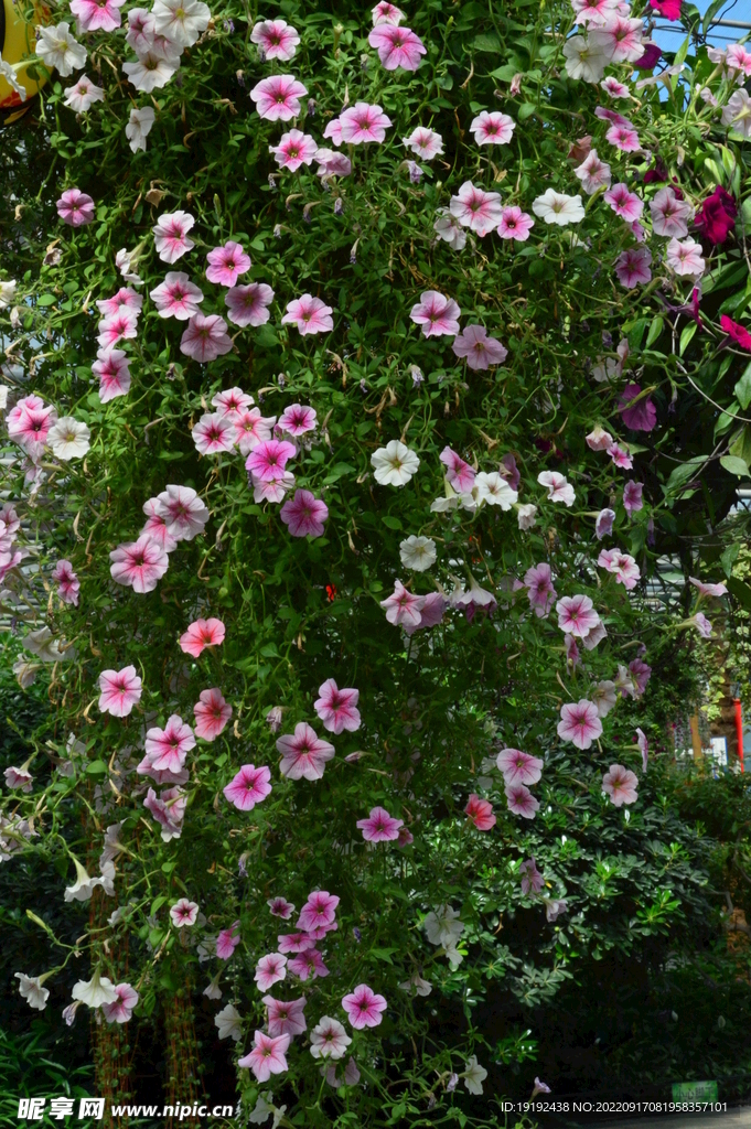 温室花草风景  