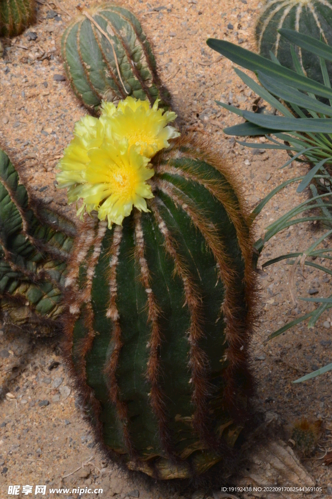 仙人球花 