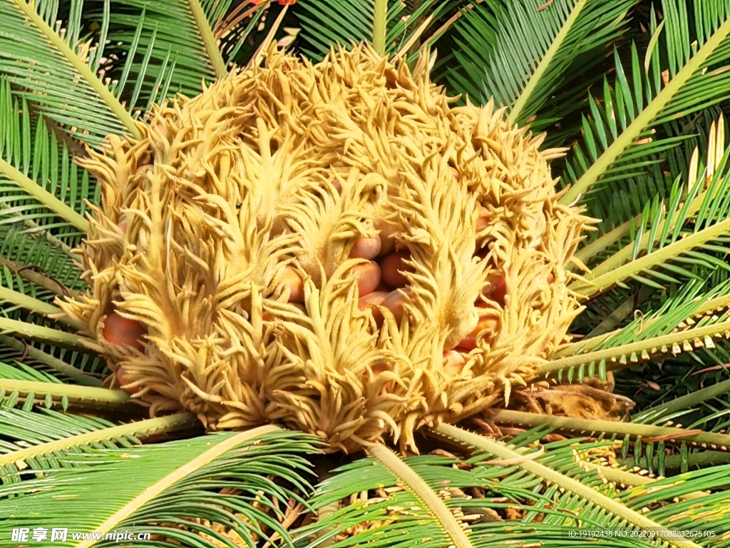 苏铁开花  
