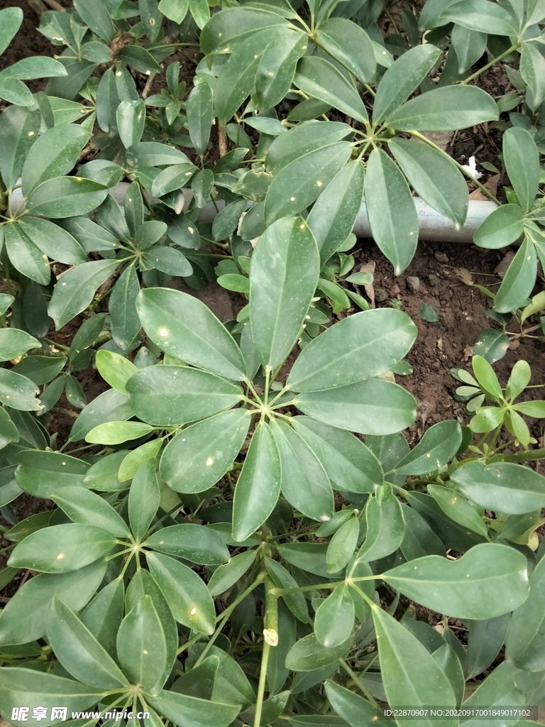 鹅掌柴