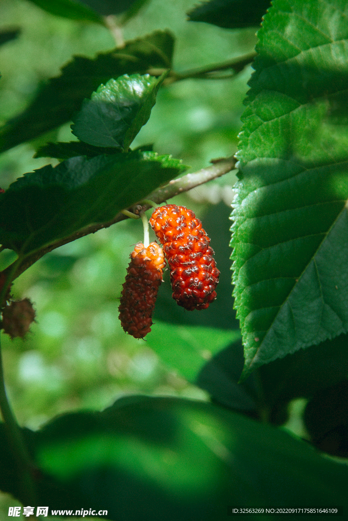 新鲜水果桑葚摄影图