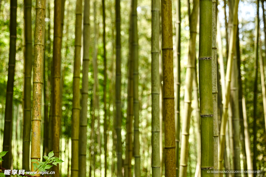 竹林竹子
