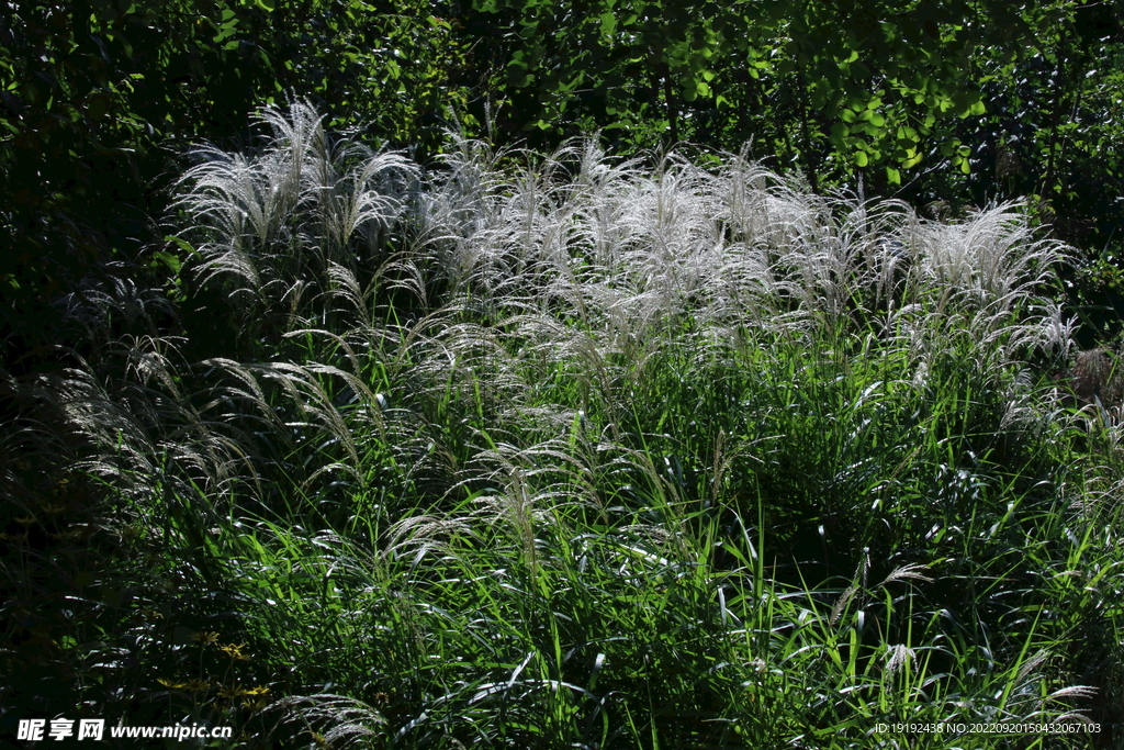 芒草风景