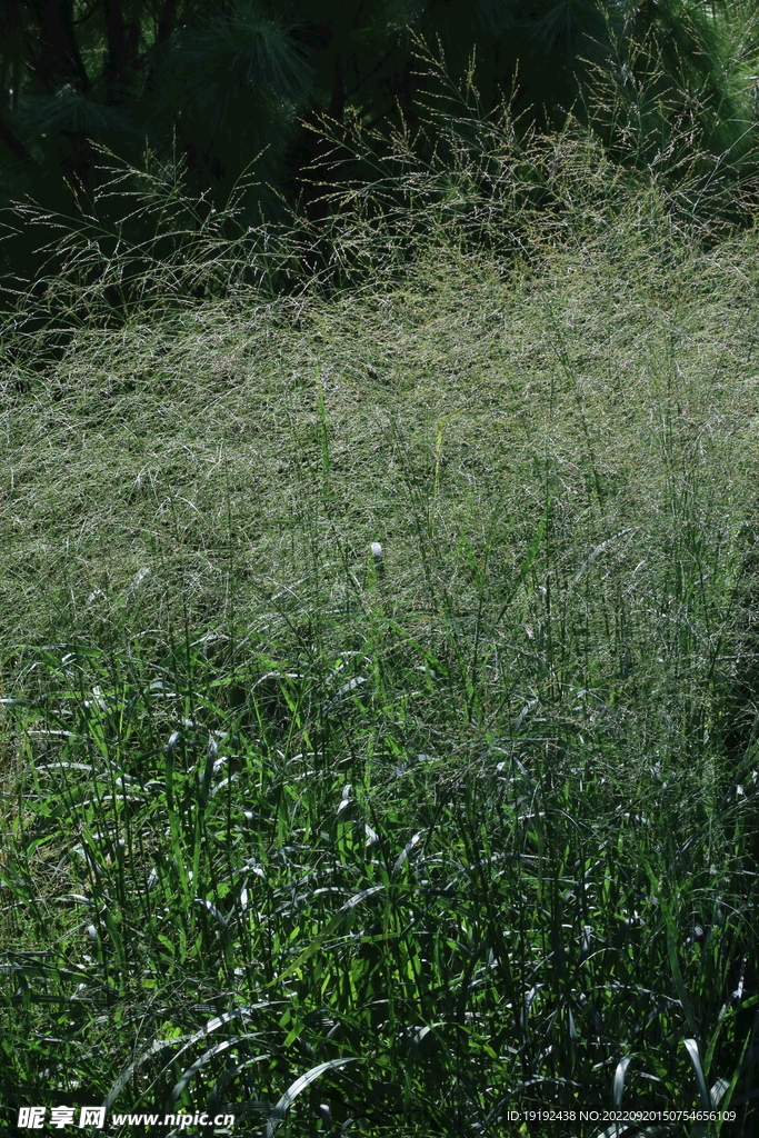 青草 