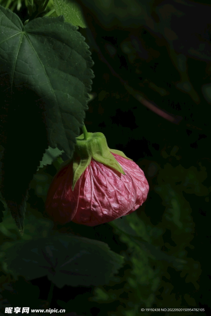 风铃花 