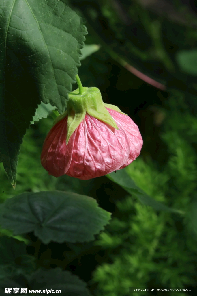 风铃花