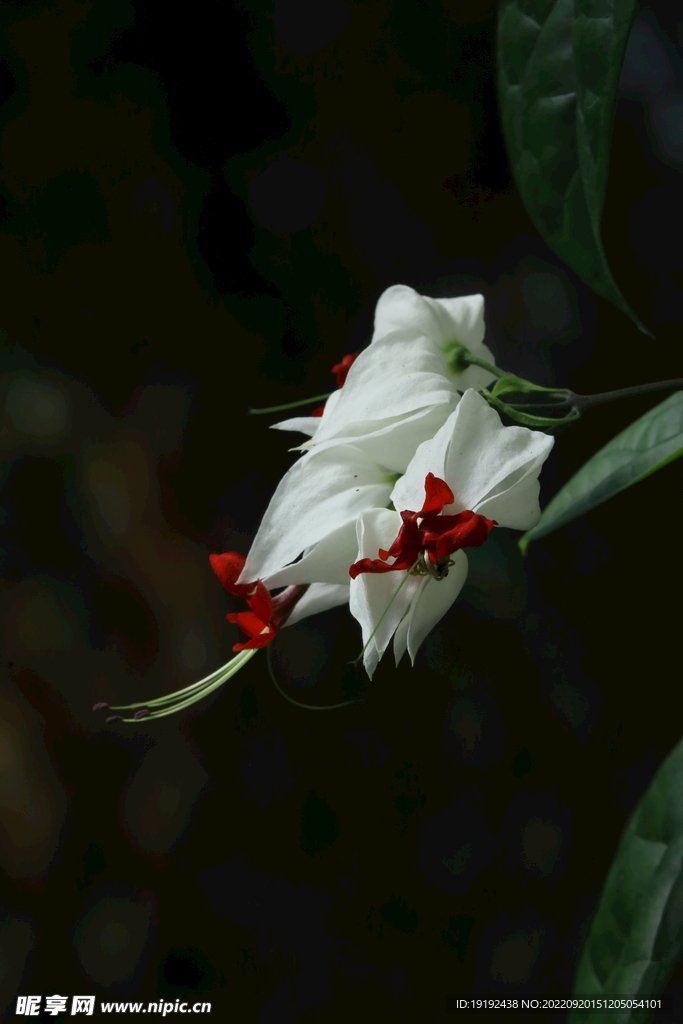 龙吐珠