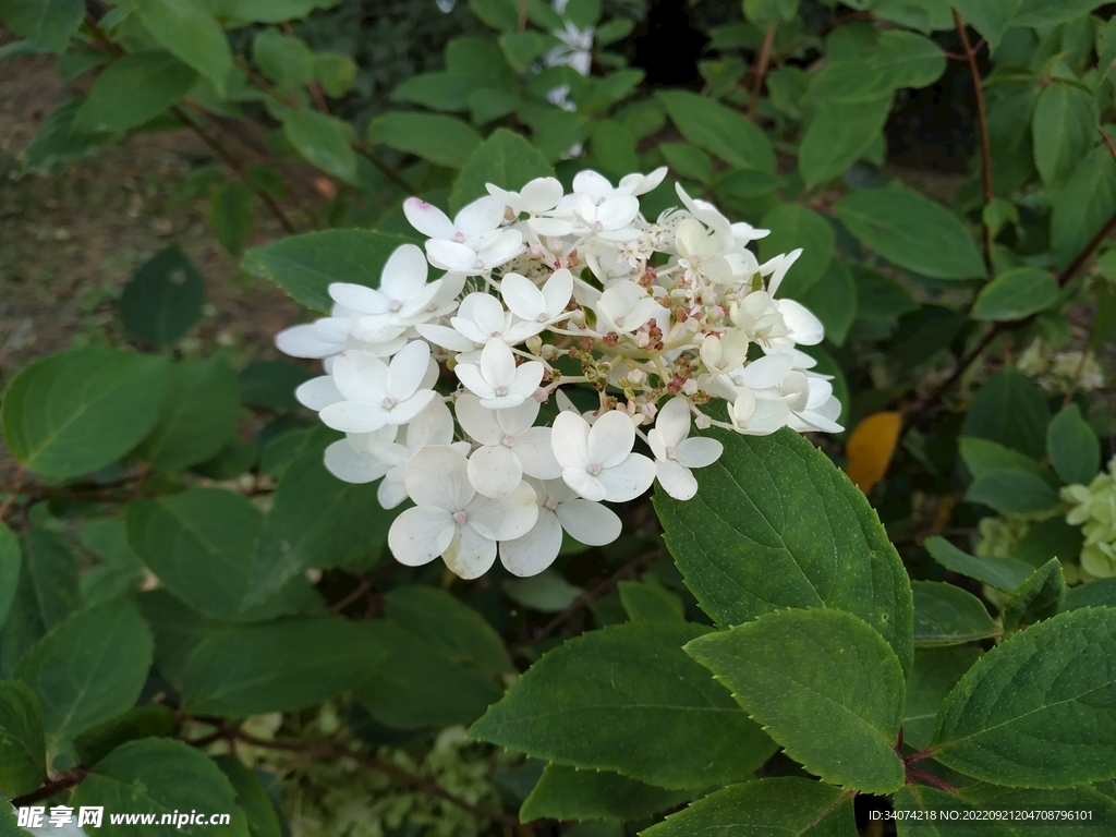 白色鲜花